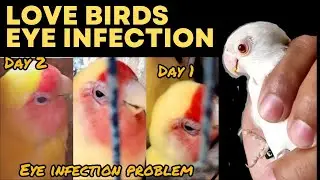 love Brid eyes infection | Bird zone official