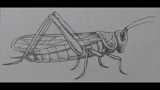 How To Draw a grasshopper with pencil  Step By Step Easy