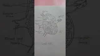 Lymphnode