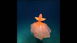Watch the Elegance of this OCTOPUS swimming in deep sea ( VERY SATISFYING )