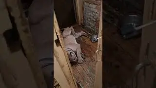 Тревожные вести: у пумы Геркулеса снова произошёл эпилептический приступ 😿