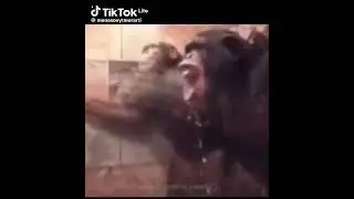 макаки моются
