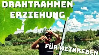 Drahtrahmen spannen mit Deltex Kunstoffdraht | Drahtrahmenerziehung für Weinreben
