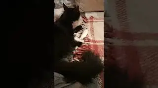 Мои коти