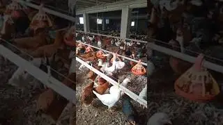 Gallinas ponedoras. / Ферма с курями несушками.