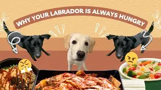 Why is my Labrador Always Hungry?