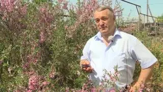 Программа 