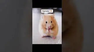 Animales que no has visto sin pelo #shorts