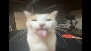 Silly cat