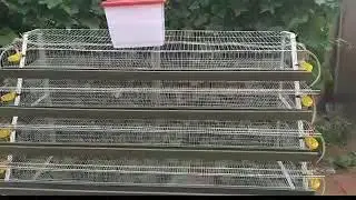 Single Side 6 Tiers Quail Cage
