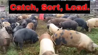 Corralling and sorting pastured pigs.