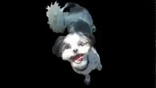 DOG Shih Tzu