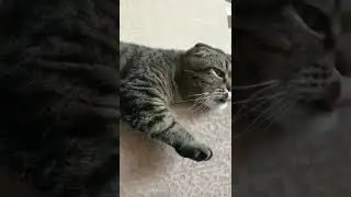 Экипаж дивана #shorts #хочуврек #cat #catfunny