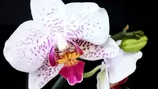 #ОРХИДЕИ Цветение с 08.22❗️/Неугомонная Beautiful Smile и её отделённая детка.//#orchids #orjidea