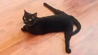 watch 1 minute, laugh all day #4