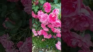 КУПИТЕ ЭТУ РОЗУ И ВЫ НЕ ПОЖАЛЕЕТЕ‼️