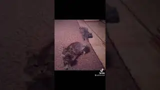 Максим Егор Крид -- Отпускаю
