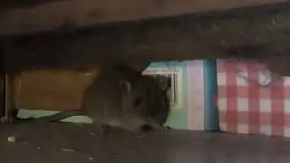 Mouse Hiding Under Dresser (Busted!)