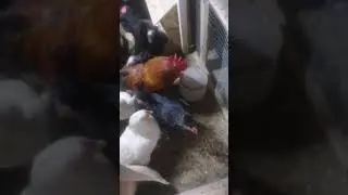 Пора зажигать красную лампу./Что оставят после себя петух ещё 20дней./Перестановка кадров.