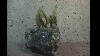 альпинарий кварц брекчия