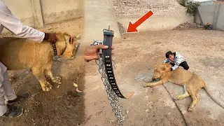 Lion Ky Lea New Collar Belt La Aiy 😍