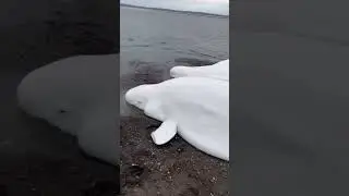 Драма на берегу Охотского моря: четырёх взрослых белух и малыша выбросило на мель