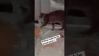 Niko throws a cat only party 🐾🎉😼 