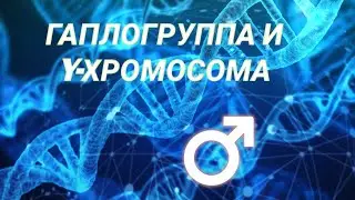 Y- ХРОМОСОМА И ГАПЛОГРУППА
