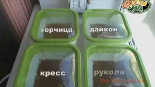 Гидропоника в домашних условиях