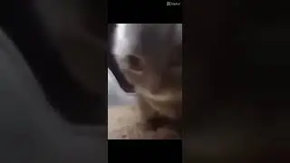 cool vid i found