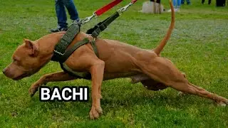 Вязка двух прекрасных американских питбультерьеров ZARRA-BACHI