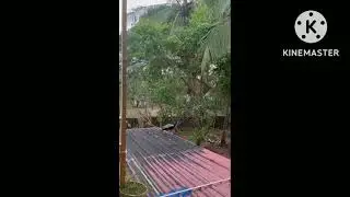 PEACOCK | PEAFOWL | INDIAN BLUE PIED PEACOCKs | BIRDS in the BACKYARDS