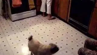 My Pug imitating a blender