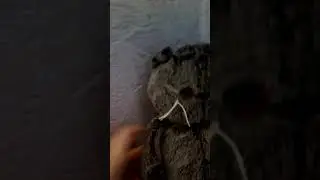 Я барсик кот это видео со мной!