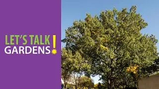 Revolutionize Your Tree Pruning: Learn to Prune Better and Speak for the Trees