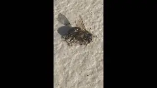 Ants