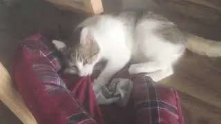 Kitten Massaging & Biting Cat Bed