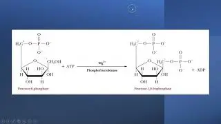 Glycolysis - Overview