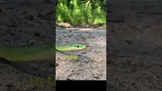 Why do Green Snakes Dance?