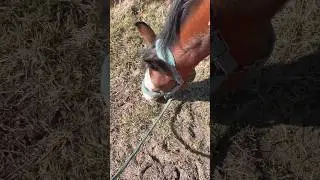 Yummy green grass 🤤🌿🌱☀️ #horse #equestrian #equine #thathorsegirl #horseriding #fypシ #honey #asmr