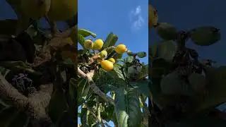 LOQUAT GROWING SPRING PORTUGAL МУШМУЛА ЗРЕЕТ ВЕСНА ПОРТУГАЛИЯ 