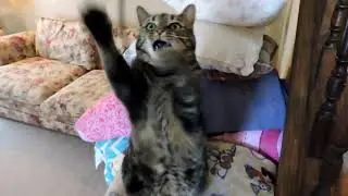 Cat being attacked by shoe strings