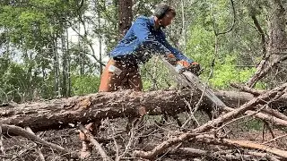 Stihl MS261 Chainsaw Upgrade Dominates Trees