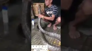 king cobra🐍 #shorts #trending #awesome #trendingshorts #kingcobra #snake #cute #funnyvideo #viral