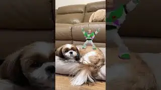 Cute and Funny Shih Tzu Dog 🐶😂🤣🕺