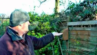Taming the wild Sparrows (Passer domesticus)Yorkshire