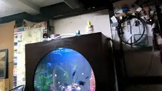 Рыбки
