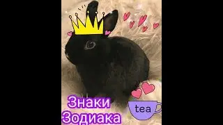 Кто ты из животных по знаку зодиака?