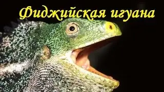 Fijian iguana.