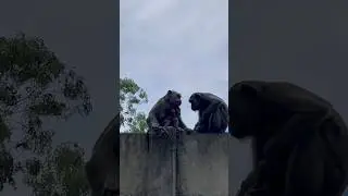 Разговор двух мамочек #shorts